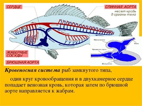 Определение теплокровности у рыб