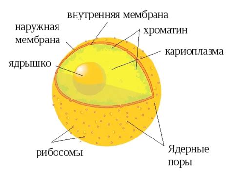 Определение тургора клетки