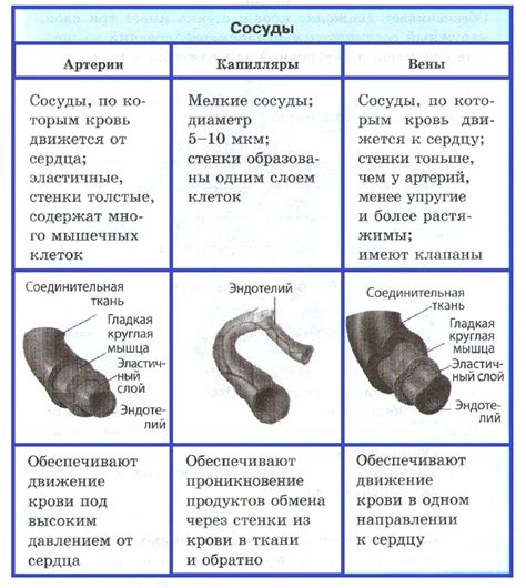 Определение упертости: типы и характеристики