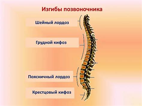 Определение физиологического лордоза шейного отдела позвоночника