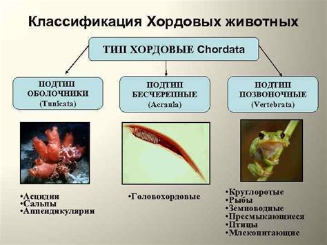 Определение хордового человека