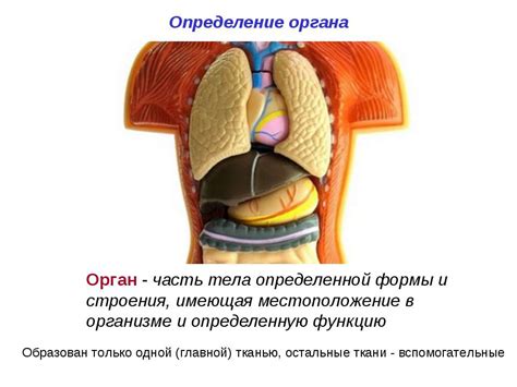 Определение членистого строения тела