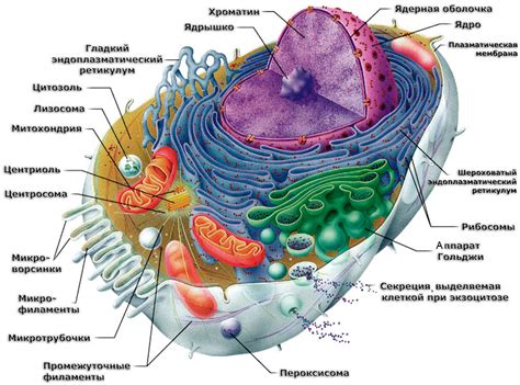 Определение эукариотической клетки