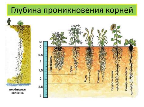 Оптимальный режим полива