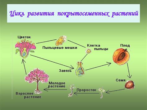 Опыление и оплодотворение растений с помощью соцветий