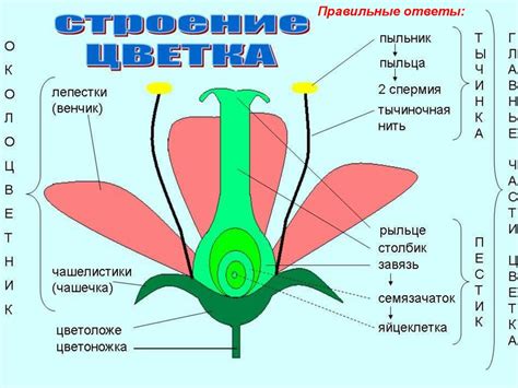 Опыление растений: процесс, значение и механизмы