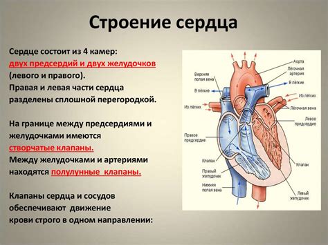 Орган, отвечающий за кровообращение - сердце