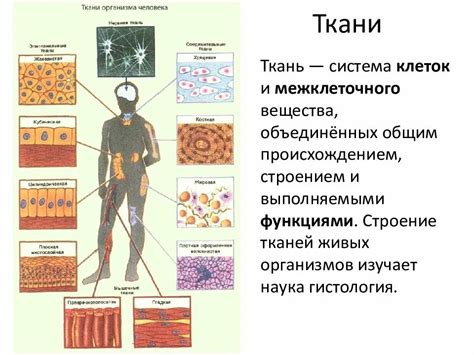 Организация и строение клеток и тканей тела