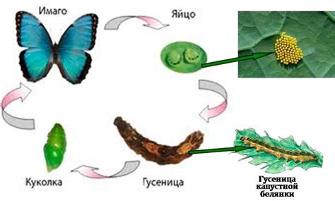 Организм гусеницы