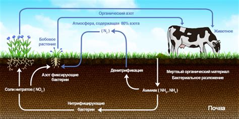 Органический азот: понятие