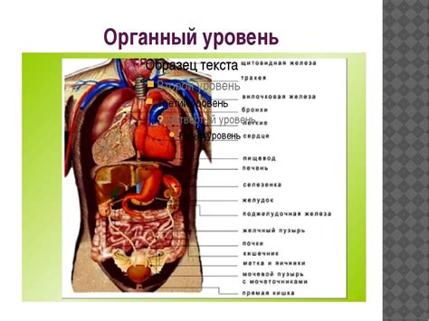 Органы, связанные с сагиттальной осью