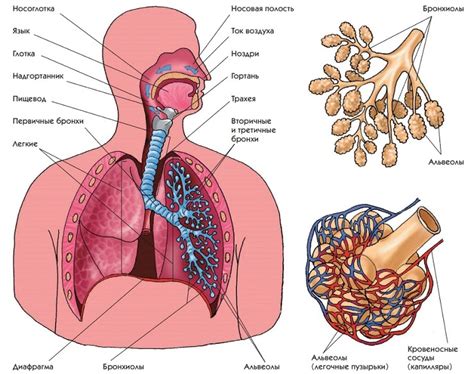 Органы дыхания: строение легких и дыхательной системы