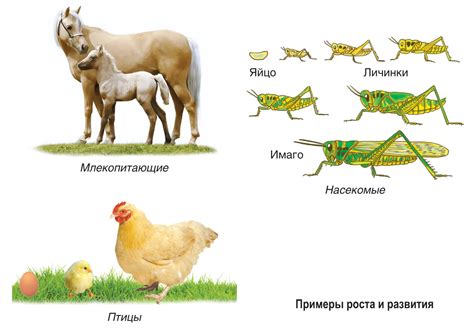 Органы и механизмы секреции у живых организмов