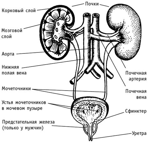 Органы экскреторной системы