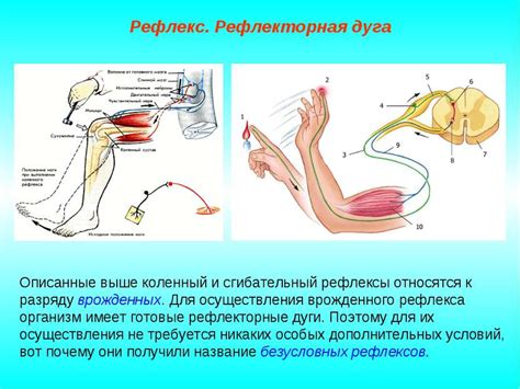 Ориентировочный рефлекс и его роль в нашем организме