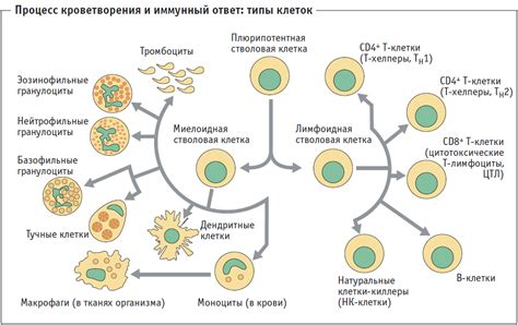 Ослабление иммунной системы: связь с появлением белых полуокружностей