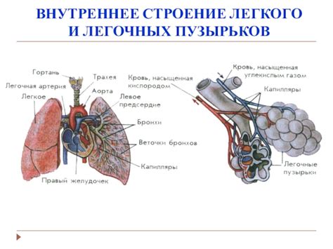 Ослабление функции легочных полей: причины и последствия