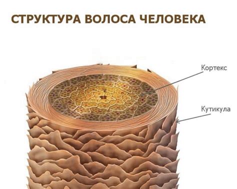 Ослабленная структура волос