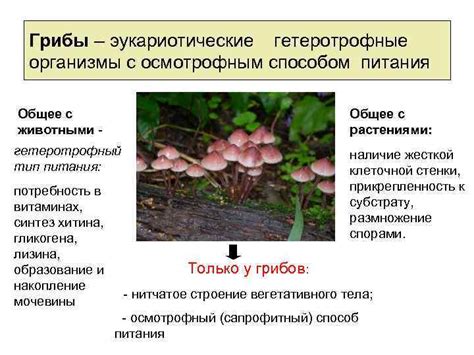 Осмотрофный тип питания и здоровье