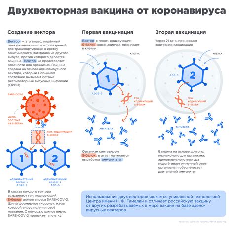 Основной компонент вакцины Спутник V: аденовирус