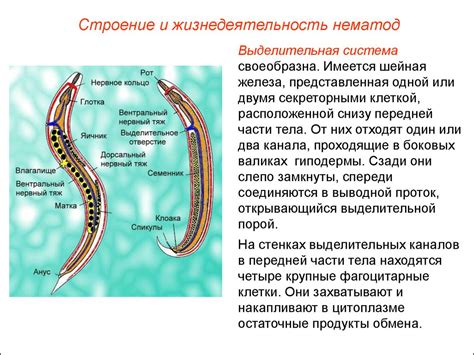 Основные виды глистов и их характеристики