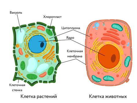 Основные виды репродуктивных клеток