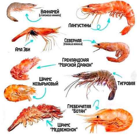 Основные виды холодноводных креветок и их характерные черты