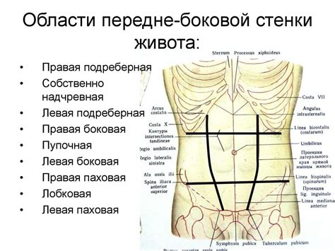 Основные значения нанесения пореза в область живота в соннике: смысловая интерпретация