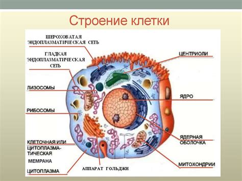 Основные компоненты животного начала