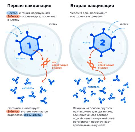 Основные компоненты и механизм действия SPUTNIK V