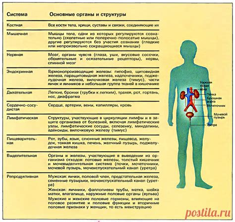 Основные компоненты структуры человека