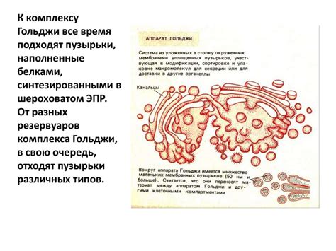 Основные компоненты химозного