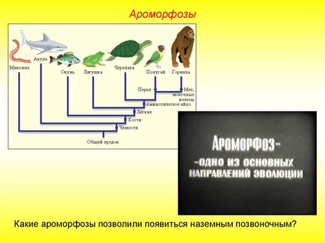 Основные механизмы эволюции