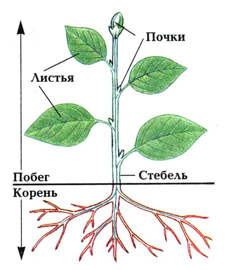 Основные органы растения: корень, стебель, лист