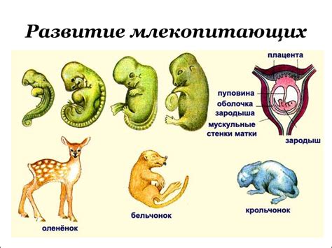 Основные особенности млекопитающих