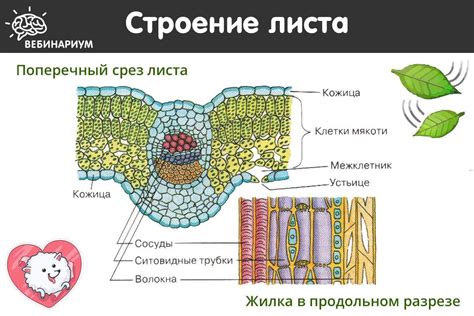 Основные понятия покровной функции