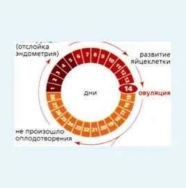 Основные правила для правильного расчета дней цикла месячных