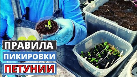 Основные преимущества пикировки