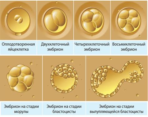 Основные преимущества эмбриона 3bc