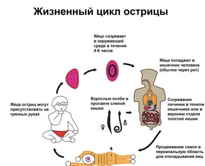 Основные признаки и проявления заражения паразитами под кожей