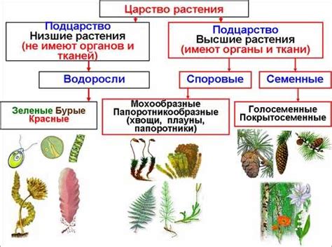 Основные принципы классификации растений