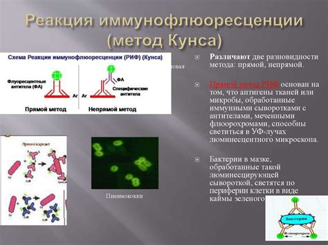 Основные принципы непрямой реакции иммунофлюоресценции