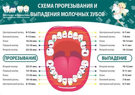 Основные принципы составления зубной формулы