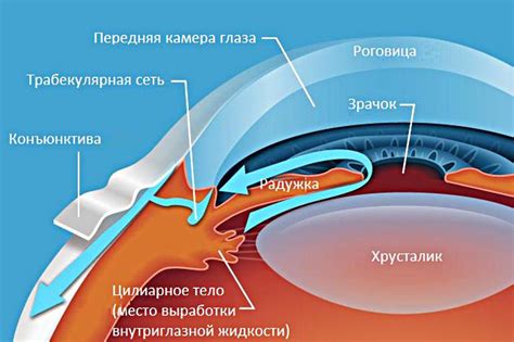 Основные причины развития глаукомы глаза