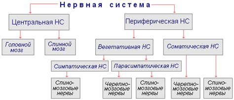 Основные различия между ЦНС и ПНС