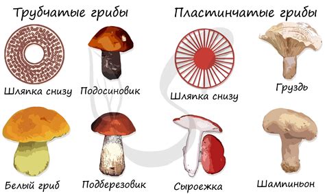 Основные симптомы инфекции спорами патологического гриба