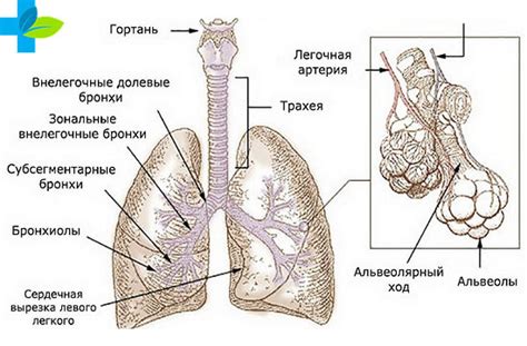 Основные симптомы туберкулеза лимфатических узлов