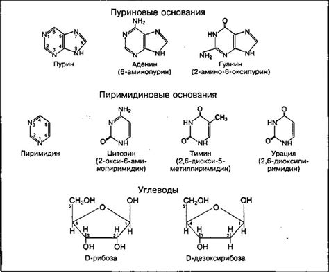 Основные составляющие химы с ситом