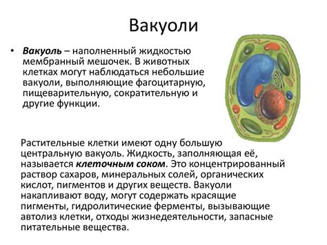 Основные функции вакуолей