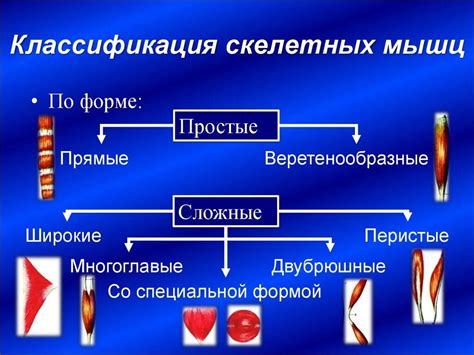 Основные функции функциональных мышц